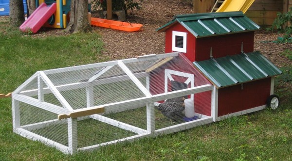 Chicken coop tractor with automatic coop door in backyard