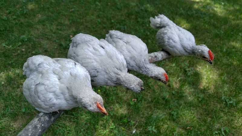 4 cute baby chicks